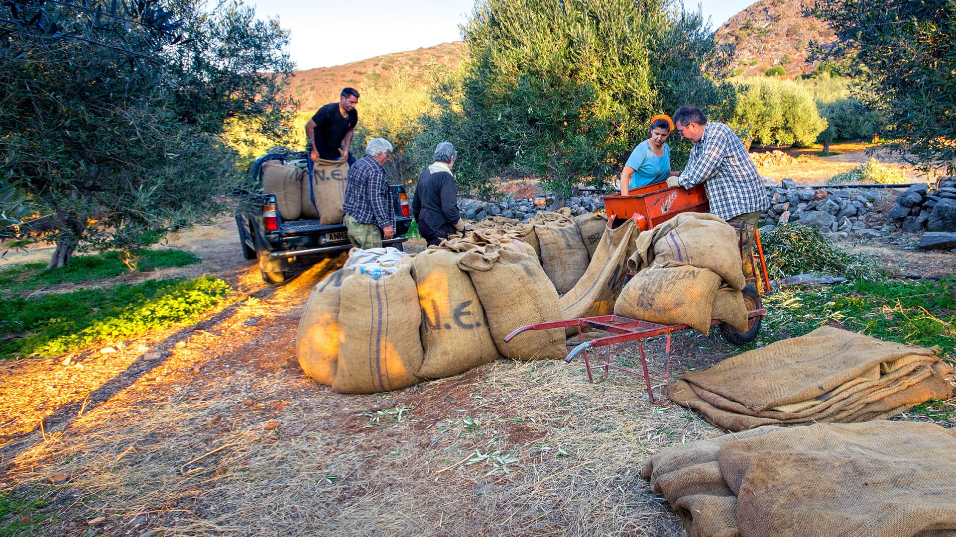 Group of individuals collecting olives and loading them into large sacks during harvest season. - Olive Oil Times