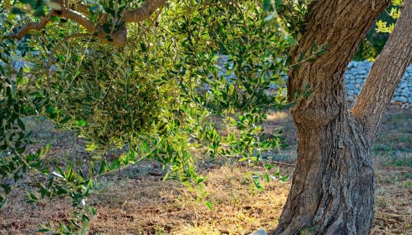 An olive tree with lush green leaves and a textured trunk in a natural setting. - Olive Oil Times