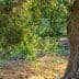 An olive tree with lush green leaves and a textured trunk in a natural setting. - Olive Oil Times