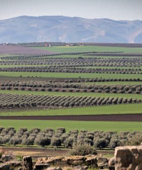 Expansive view of olive groves arranged in rows across a green landscape with mountains in the background. - Olive Oil Times
