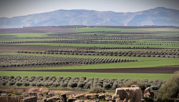 Expansive view of olive groves arranged in rows across a green landscape with mountains in the background. - Olive Oil Times