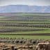 Expansive view of olive groves arranged in rows across a green landscape with mountains in the background. - Olive Oil Times