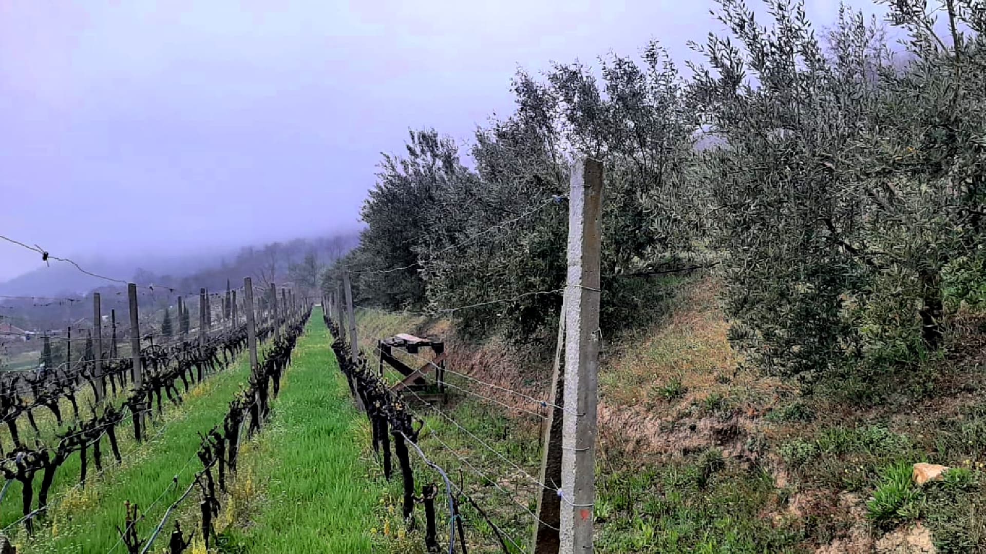 Rows of olive trees and grapevines in a foggy landscape with green grass. - Olive Oil Times