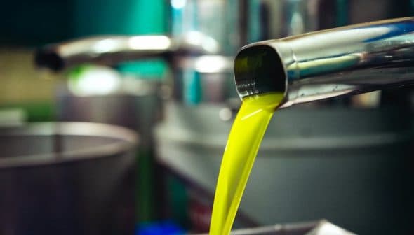 Fresh olive oil pouring from a metal spout into a container in a production facility. - Olive Oil Times