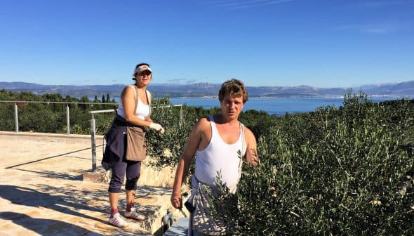 Two individuals harvesting olives from trees in a coastal area with a view of the sea. - Olive Oil Times