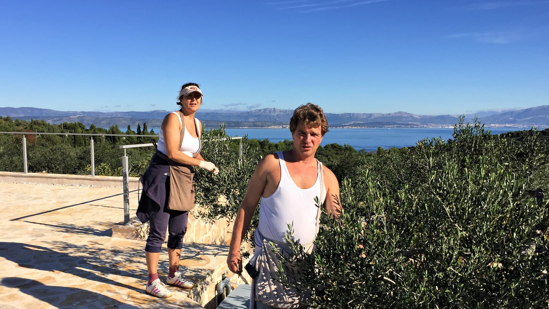 Two individuals harvesting olives from trees in a coastal area with a view of the sea. - Olive Oil Times