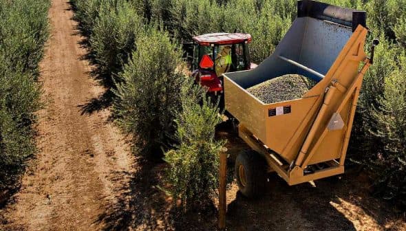 Tractor next to a large harvesting machine filled with olives in an olive grove. - Olive Oil Times