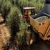 Tractor next to a large harvesting machine filled with olives in an olive grove. - Olive Oil Times