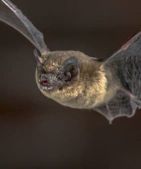 A close-up image of a bat in flight with its wings fully extended. - Olive Oil Times