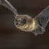 A close-up image of a bat in flight with its wings fully extended. - Olive Oil Times