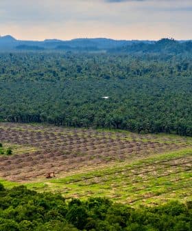 Aerial view of agricultural land featuring rows of palm trees and cleared sections of land. - Olive Oil Times