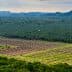 Aerial view of agricultural land featuring rows of palm trees and cleared sections of land. - Olive Oil Times