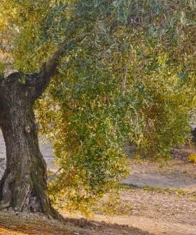 An olive tree with a thick trunk and lush green leaves in a natural environment. - Olive Oil Times