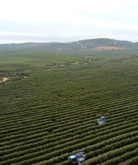 Aerial view of a vast olive orchard with two tractors working among the rows of trees. - Olive Oil Times