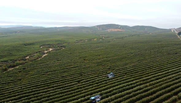 Aerial view of a vast olive orchard with two tractors working among the rows of trees. - Olive Oil Times