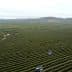 Aerial view of a vast olive orchard with two tractors working among the rows of trees. - Olive Oil Times