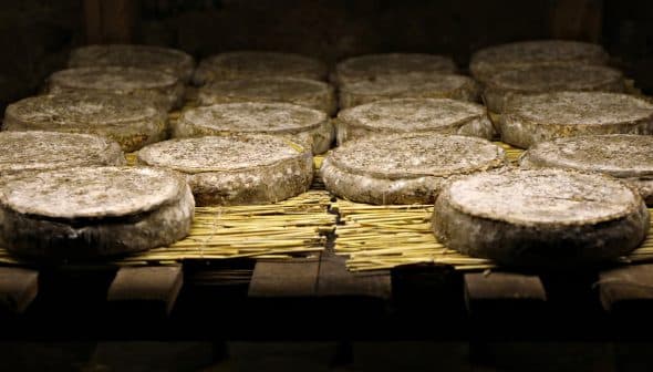 Several rounds of cheese resting on straw matting in a storage area. - Olive Oil Times