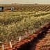 Rows of olive trees in a cultivated field with a small building in the background. - Olive Oil Times