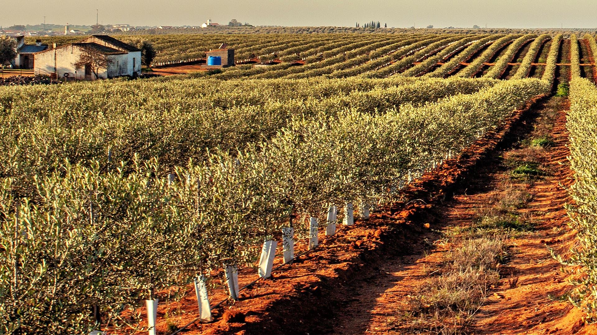 Rows of olive trees in a cultivated field with a small building in the background. - Olive Oil Times