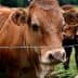 Close-up of a brown cow with ear tags standing near a barbed wire fence. - Olive Oil Times