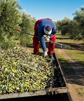 Worker collecting olives from a tree and placing them onto a trailer in an olive grove. - Olive Oil Times