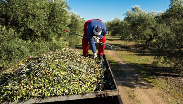 Worker collecting olives from a tree and placing them onto a trailer in an olive grove. - Olive Oil Times