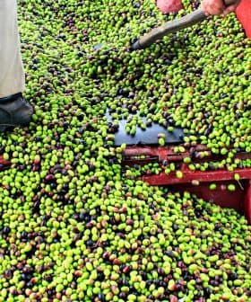 A pickup truck bed filled with a large quantity of green and black olives being handled by two individuals. - Olive Oil Times