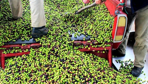 A pickup truck bed filled with a large quantity of green and black olives being handled by two individuals. - Olive Oil Times