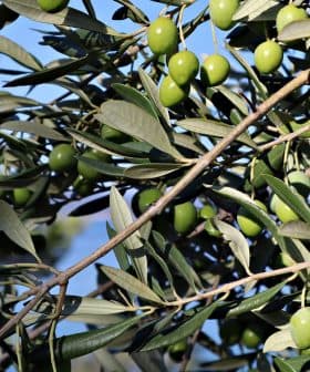 Close-up of an olive tree branch featuring clusters of green olives among leaves. - Olive Oil Times