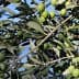 Close-up of an olive tree branch featuring clusters of green olives among leaves. - Olive Oil Times
