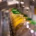 Row of bottles filled with olive oil on a production line with green caps. - Olive Oil Times