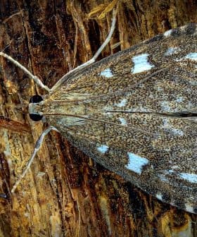 A moth with brown and white patterns resting on textured tree bark. - Olive Oil Times