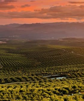 Expansive olive grove landscape with rolling hills and a sunset sky in the background. - Olive Oil Times
