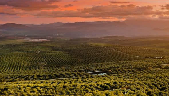 Expansive olive grove landscape with rolling hills and a sunset sky in the background. - Olive Oil Times