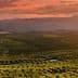 Expansive olive grove landscape with rolling hills and a sunset sky in the background. - Olive Oil Times