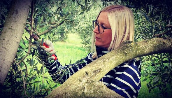 Woman using pruning shears to trim branches of an olive tree while standing on a branch. - Olive Oil Times