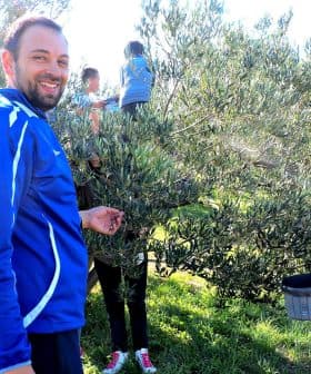Group of people participating in olive harvesting, with one man smiling and others collecting olives from trees. - Olive Oil Times