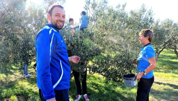 Group of people participating in olive harvesting, with one man smiling and others collecting olives from trees. - Olive Oil Times