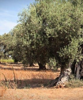 A large olive tree with a thick trunk and lush green foliage in a dry field. - Olive Oil Times