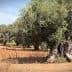 A large olive tree with a thick trunk and lush green foliage in a dry field. - Olive Oil Times