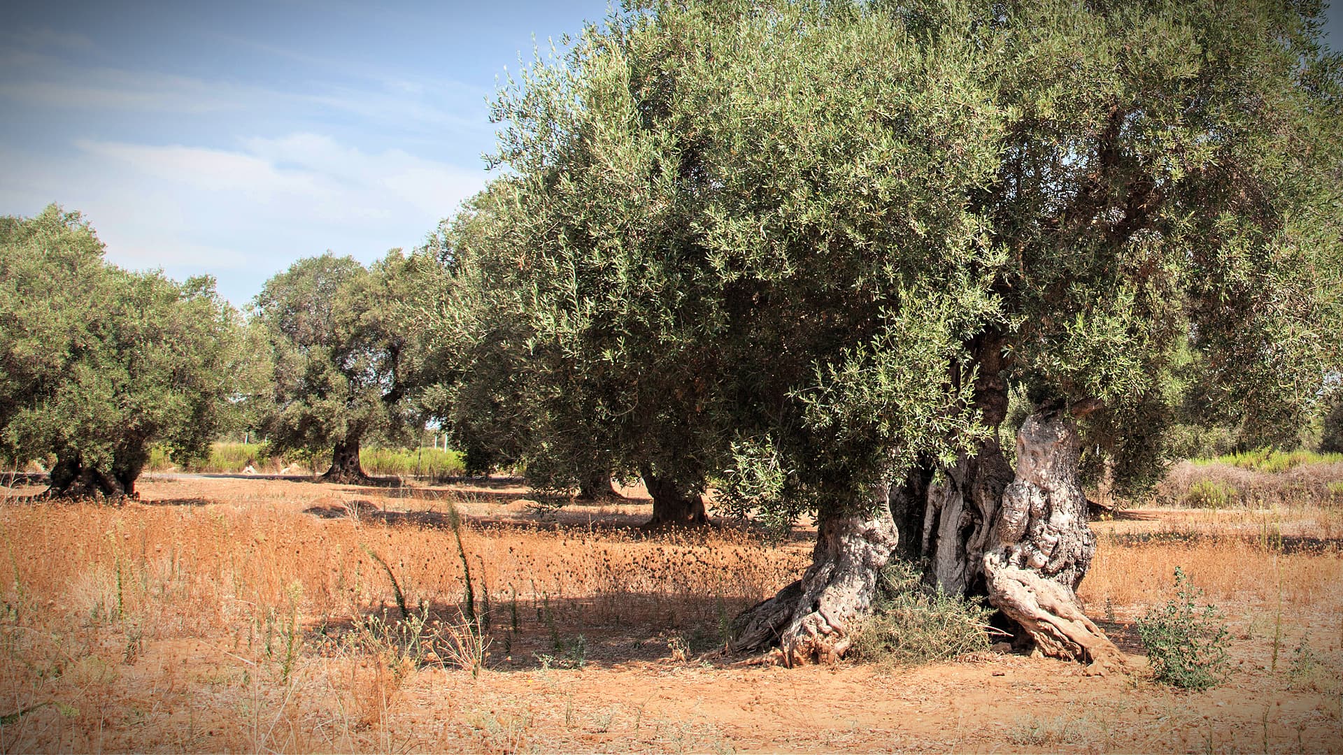 A large olive tree with a thick trunk and lush green foliage in a dry field. - Olive Oil Times