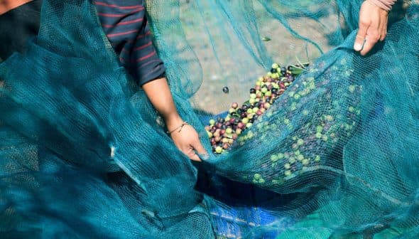 Hands holding a net filled with freshly harvested olives during an olive picking process. - Olive Oil Times