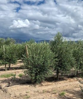 Row of young olive trees growing in an orchard with cloudy skies in the background. - Olive Oil Times