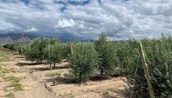 Row of young olive trees growing in an orchard with cloudy skies in the background. - Olive Oil Times