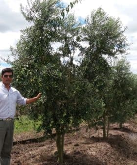A man in a white shirt standing beside an olive tree in an orchard. - Olive Oil Times