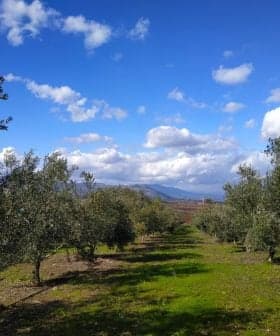A row of olive trees in a grove under a blue sky with clouds. - Olive Oil Times