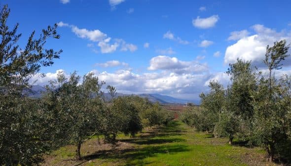 A row of olive trees in a grove under a blue sky with clouds. - Olive Oil Times