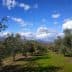 A row of olive trees in a grove under a blue sky with clouds. - Olive Oil Times