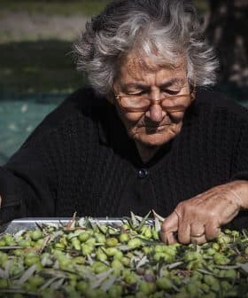 Elderly woman with glasses sorting through a large tray of olives outdoors. - Olive Oil Times