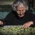 Elderly woman with glasses sorting through a large tray of olives outdoors. - Olive Oil Times